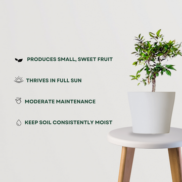 Peach fruit tree for backyard garden